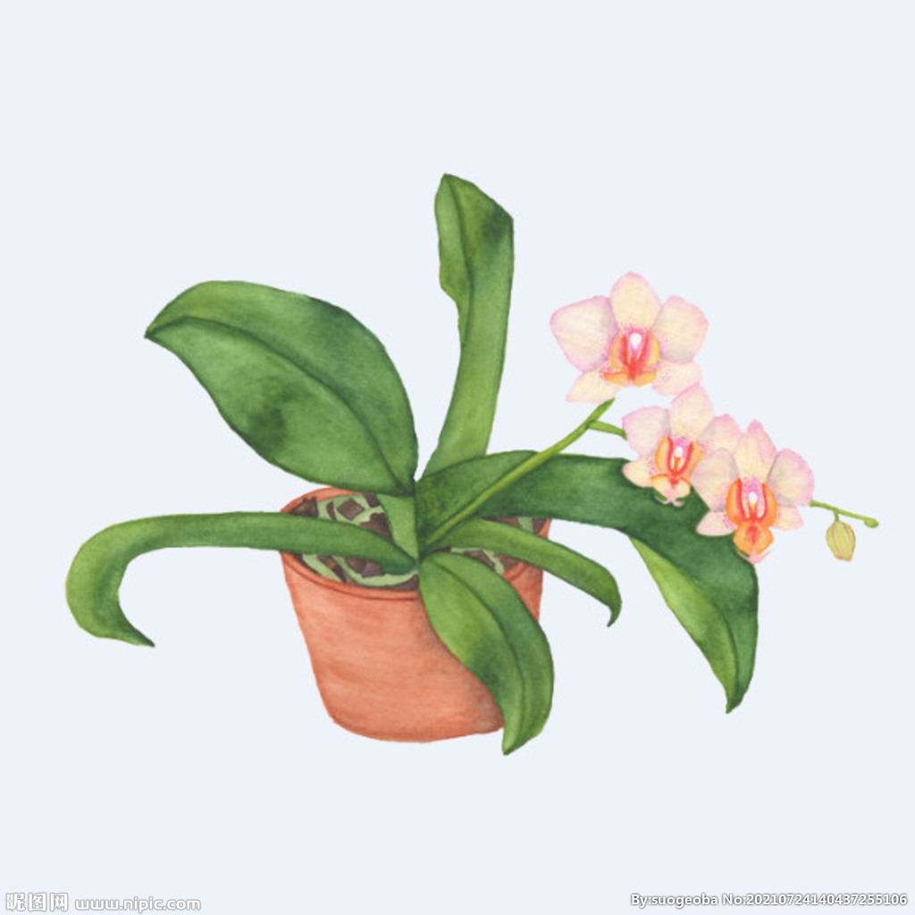 png格式植物花卉手绘素材