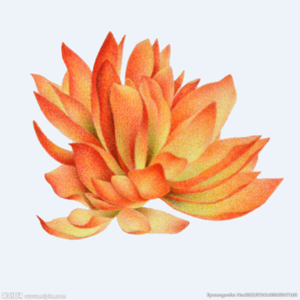 png格式植物花卉手绘素材