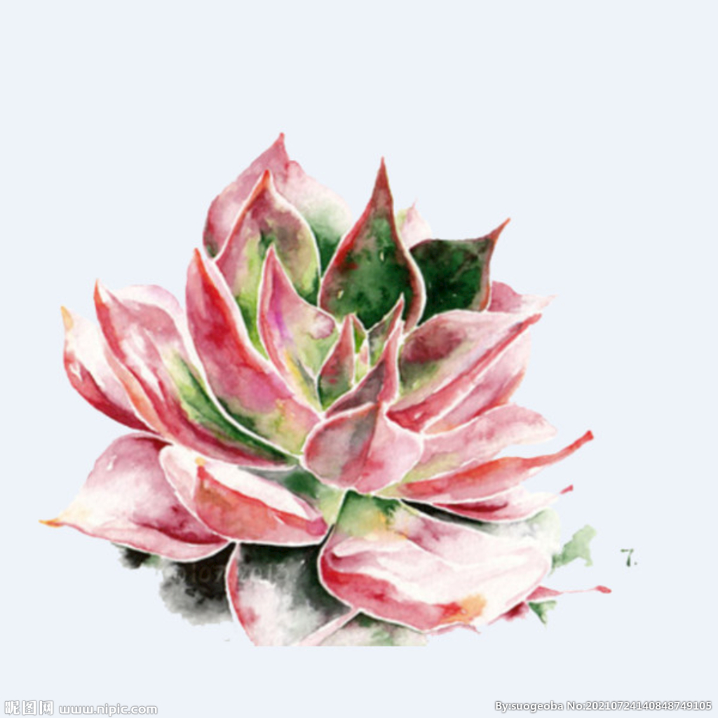 png格式植物花卉手绘素材