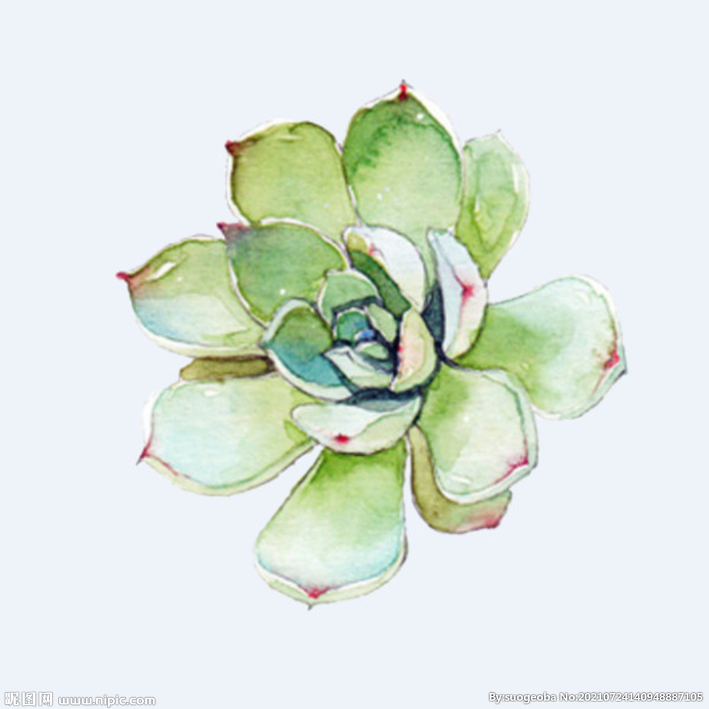 png格式植物花卉手绘素材