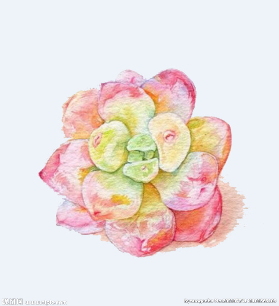 png格式植物花卉手绘素材