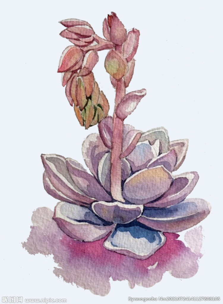 png格式植物花卉手绘素材