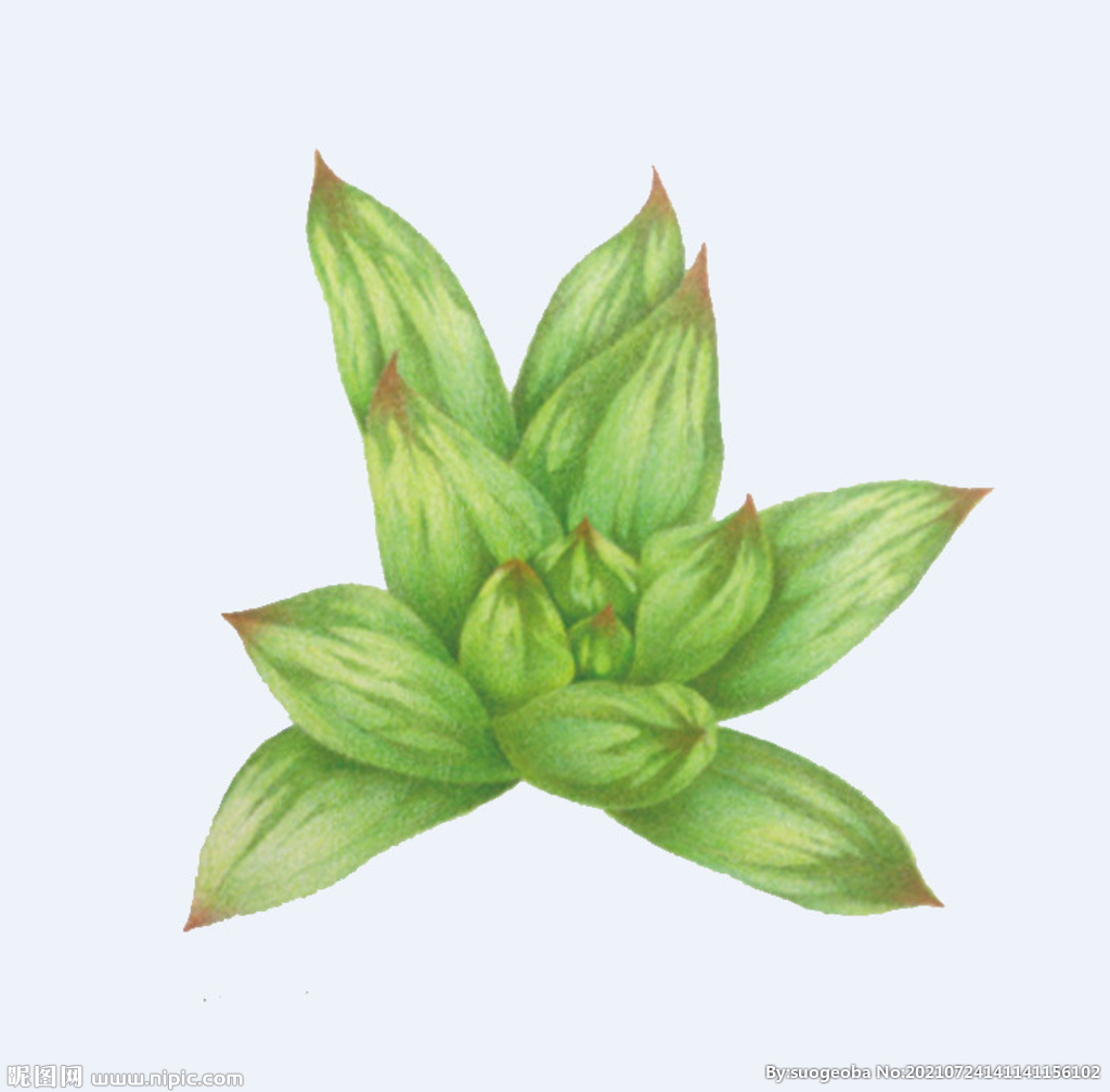 png格式植物花卉手绘素材