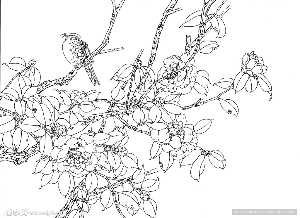 茶花小鸟