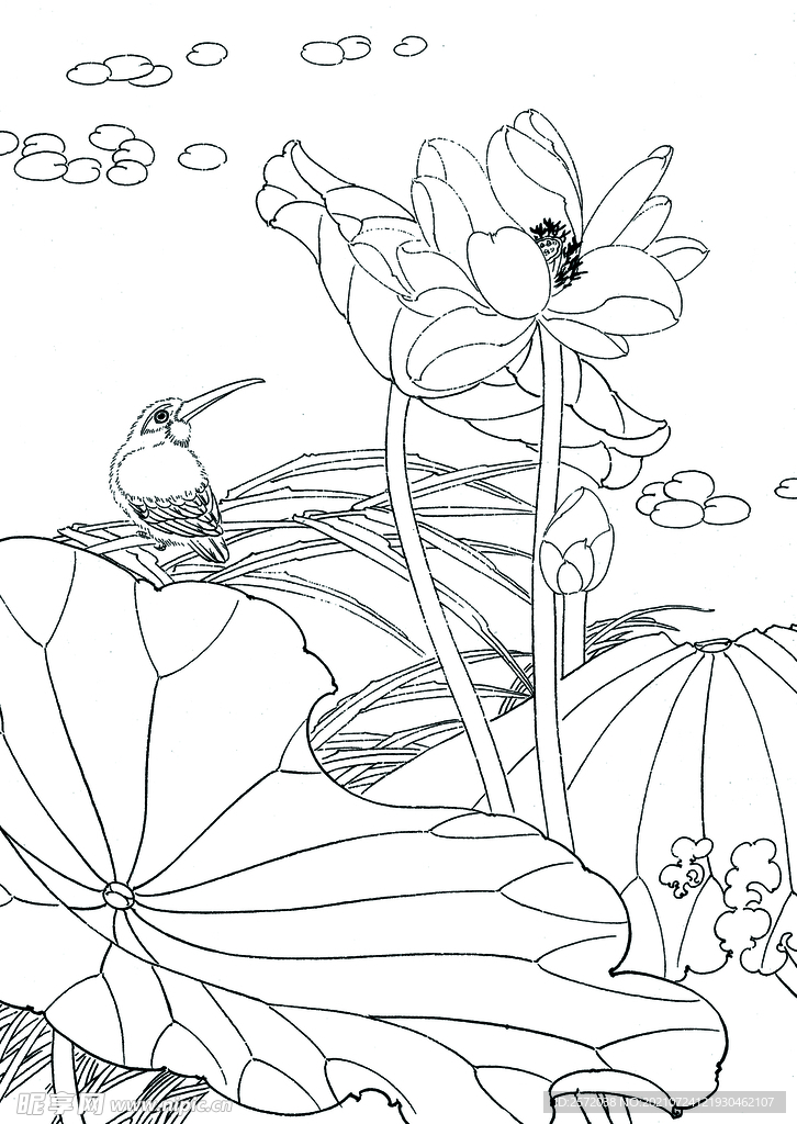 红菏菡萏