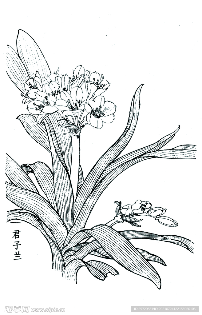 兰香依旧