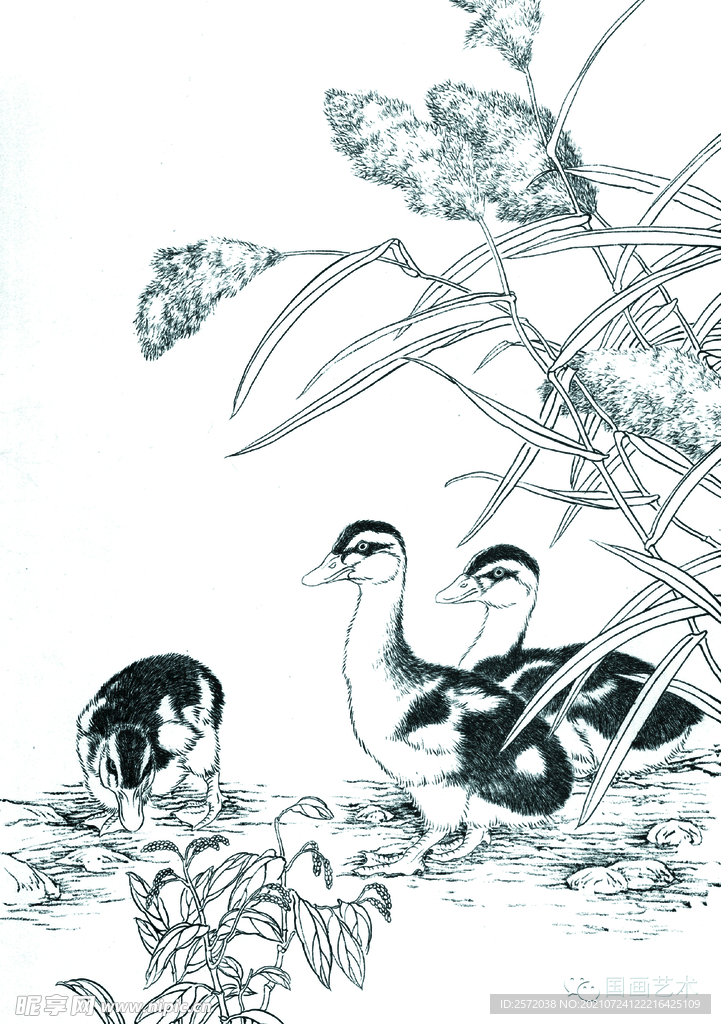 芦花鸭仔图