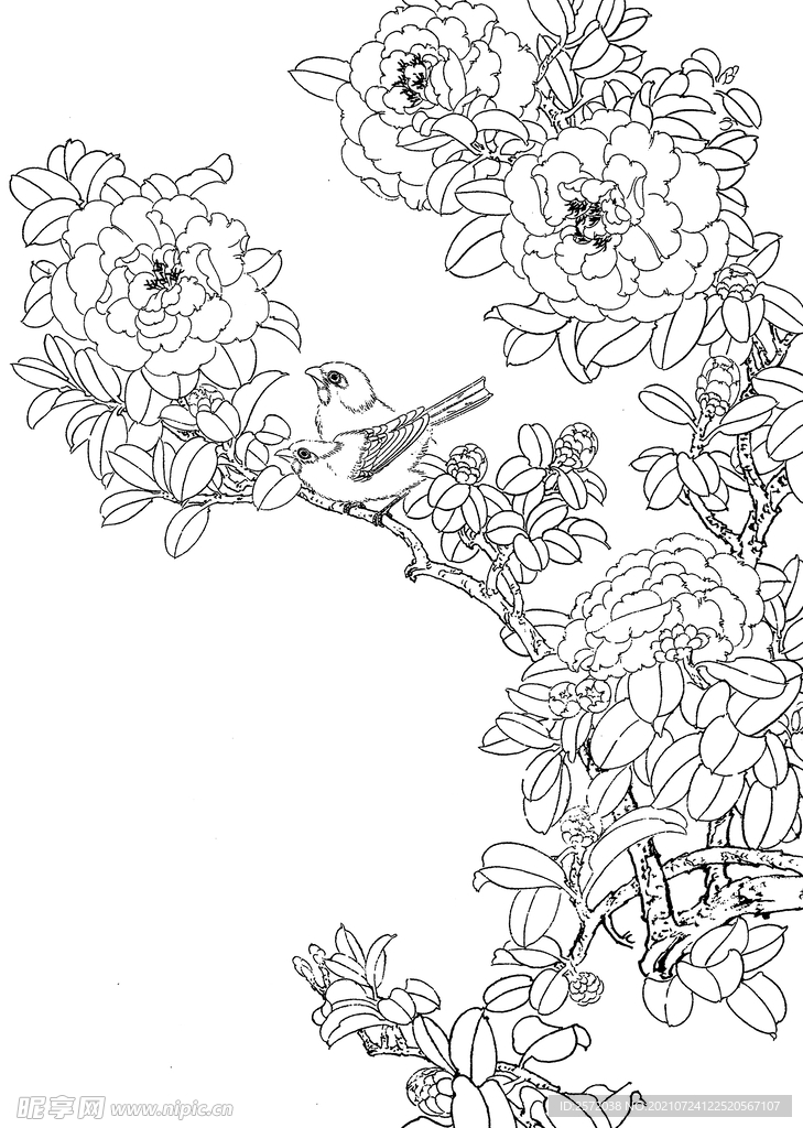 禽栖花枝