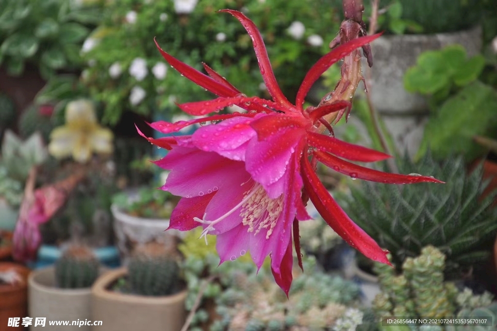 仙人掌花