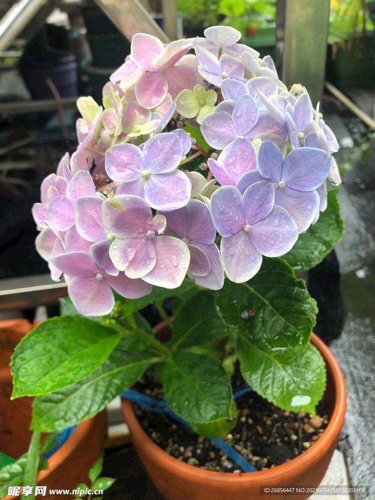 绣球