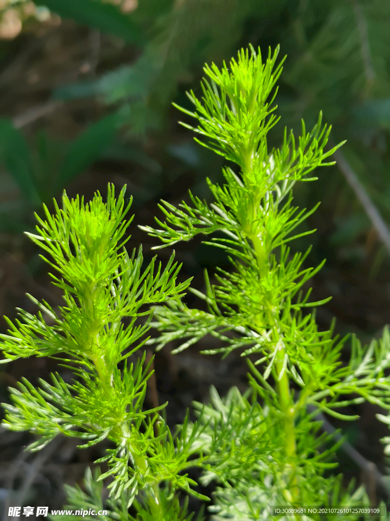 草