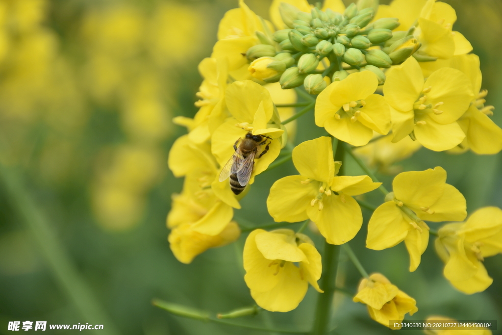 田园风光油菜花高清蜜蜂