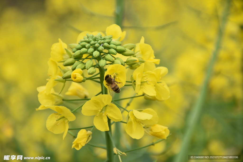 摄影油菜花高清蜜蜂