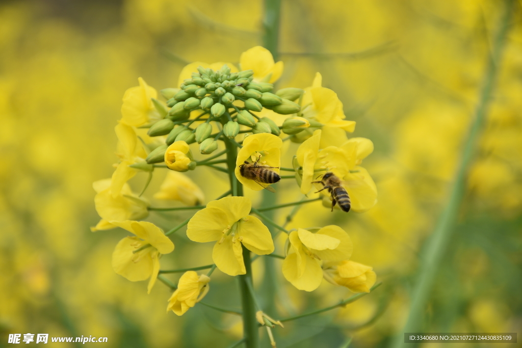 微距油菜花高清蜜蜂
