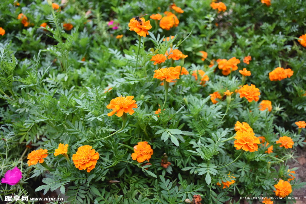 芙蓉花杂色