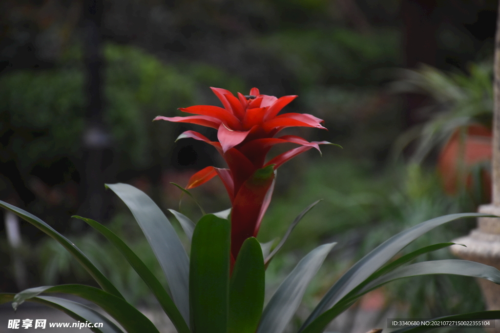 鲜花