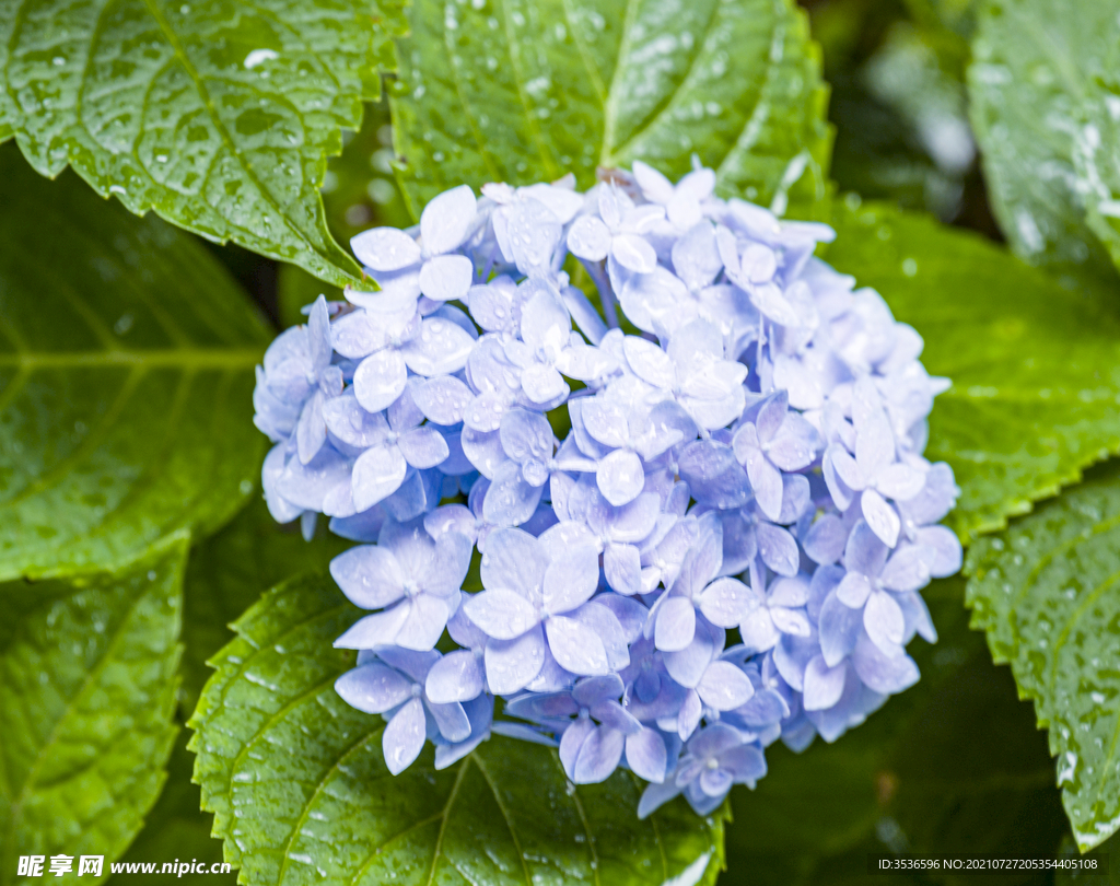 花