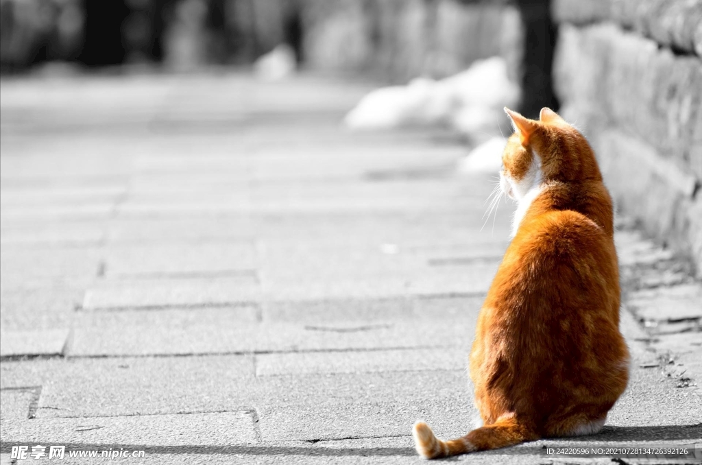 猫