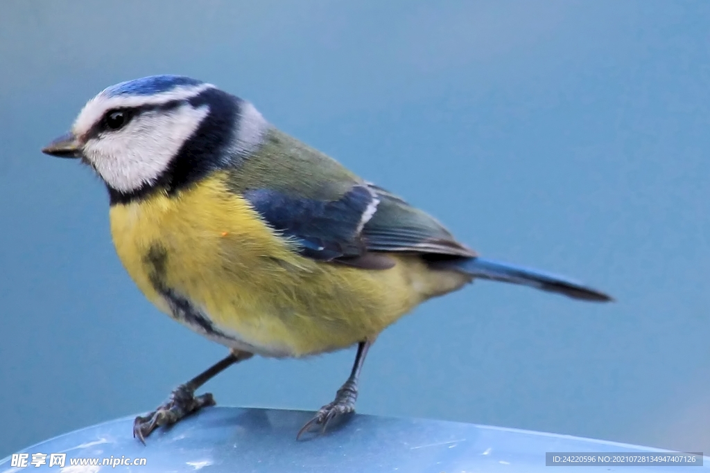 鸟