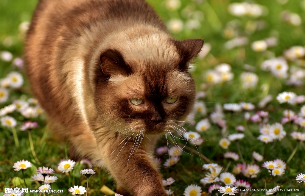 猫