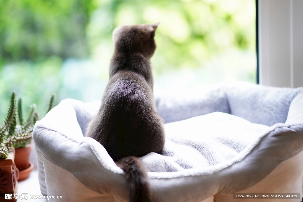 猫