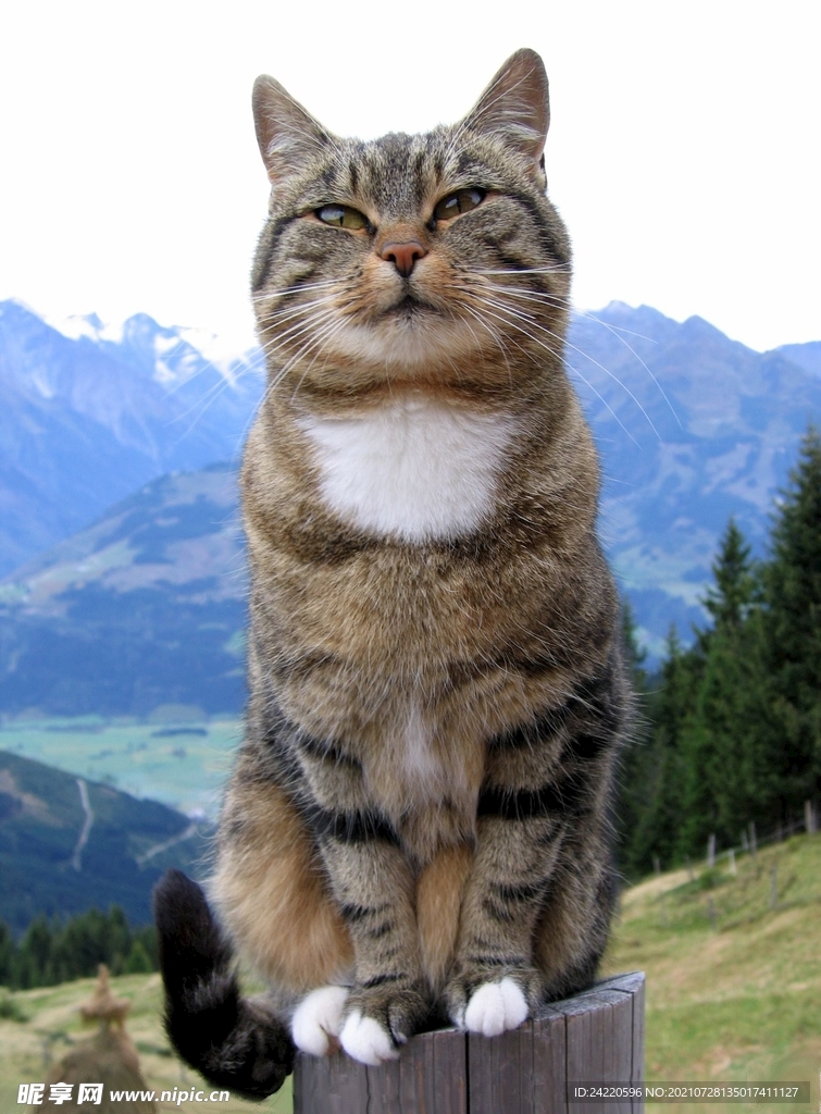 猫