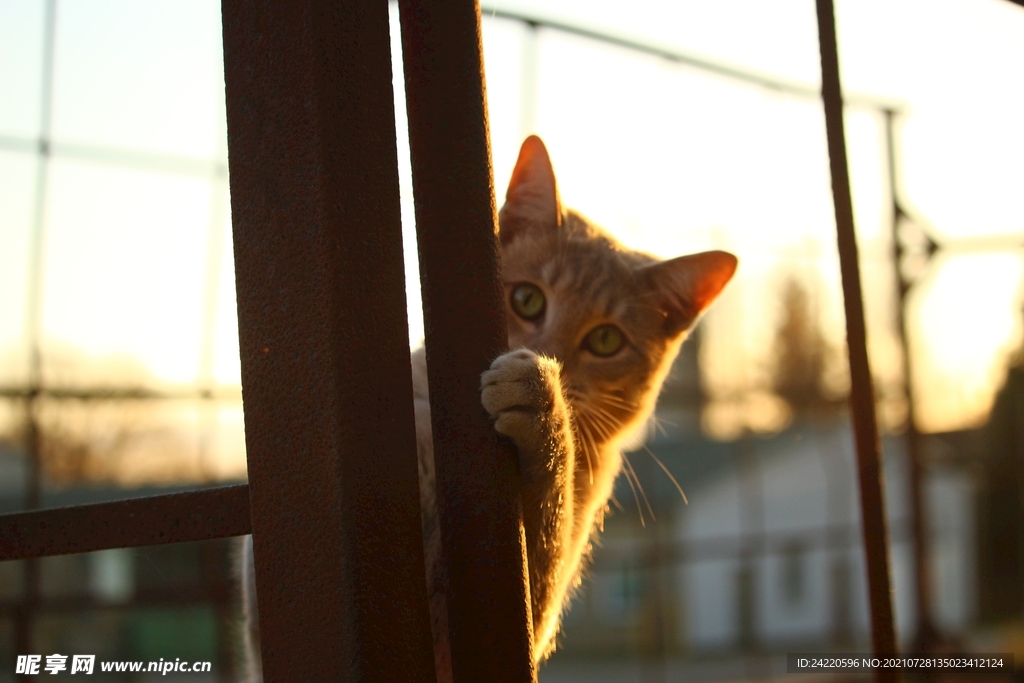 猫