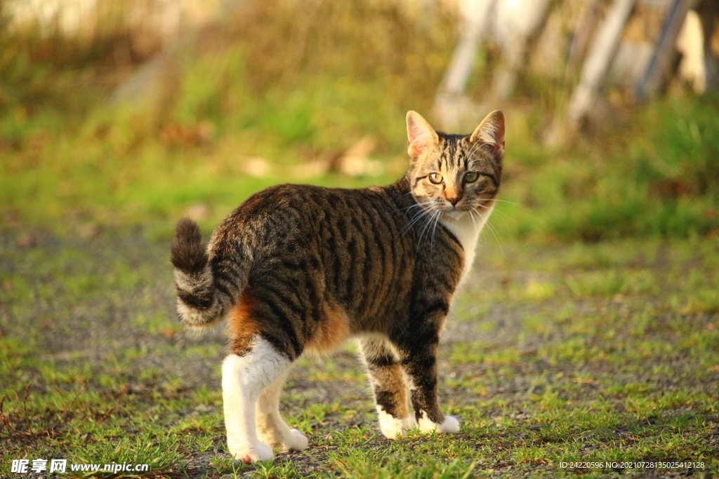猫