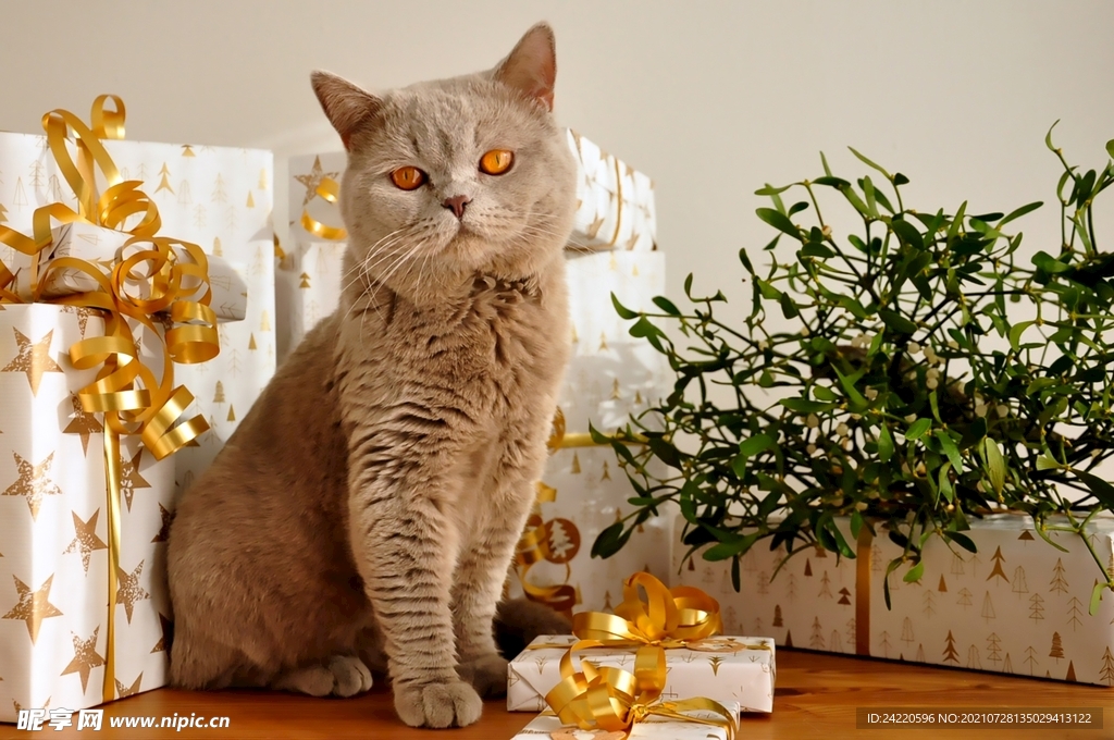 猫