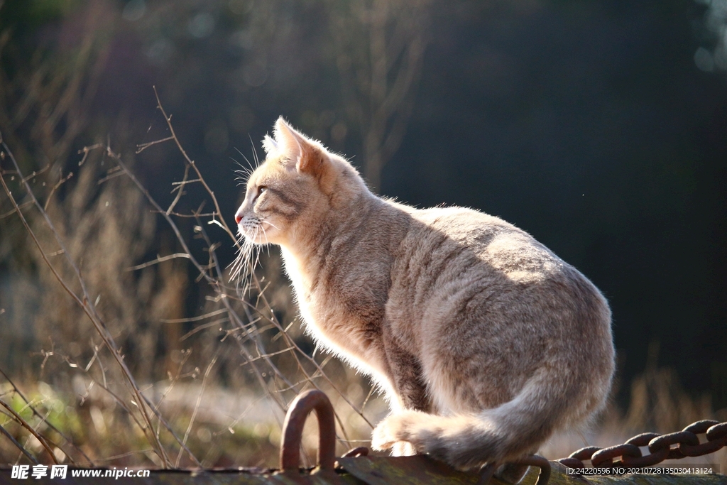 猫
