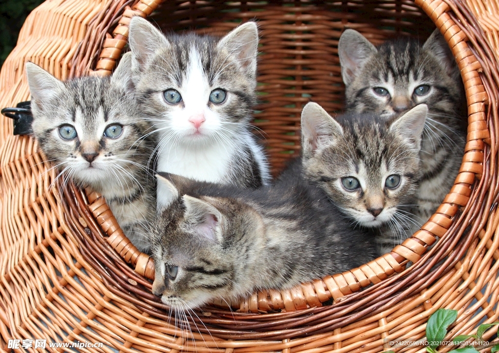 猫