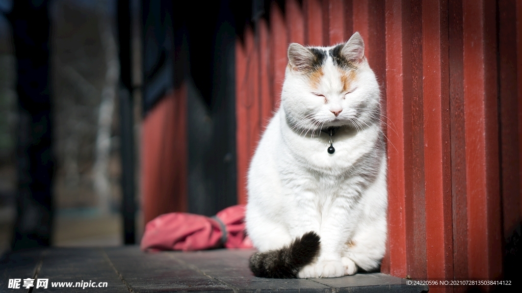 猫