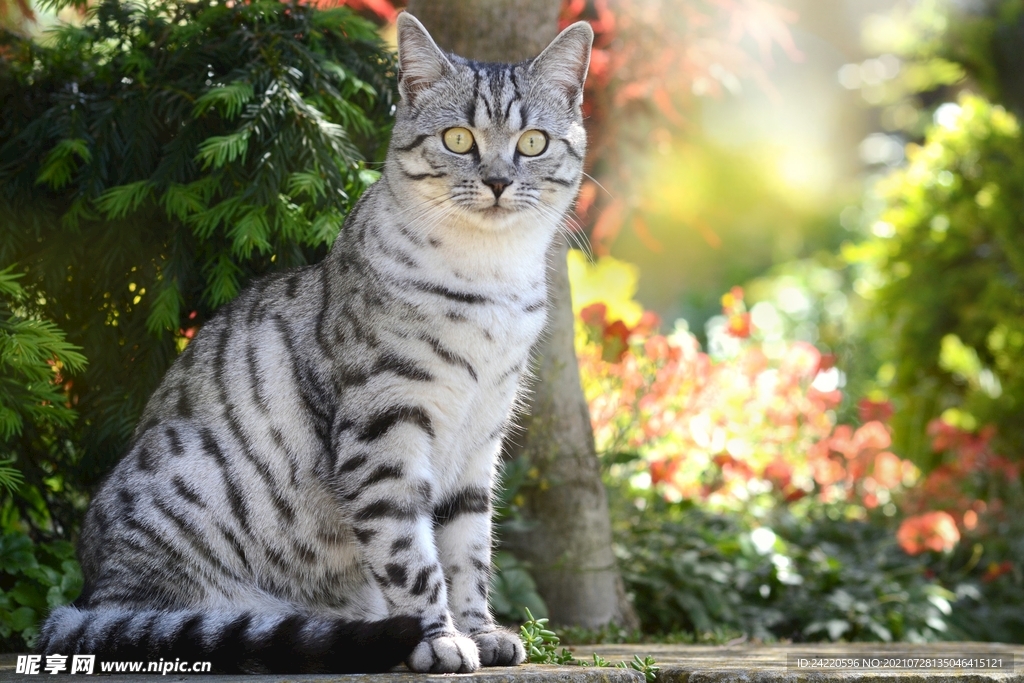 猫