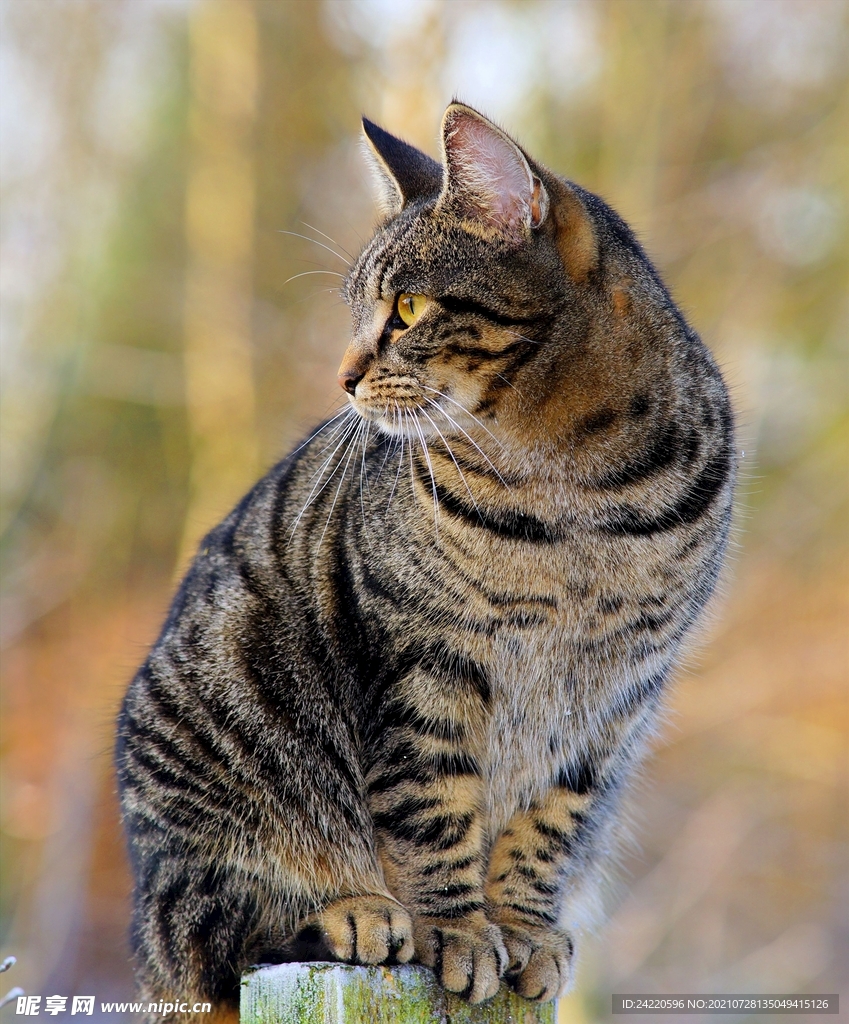 猫