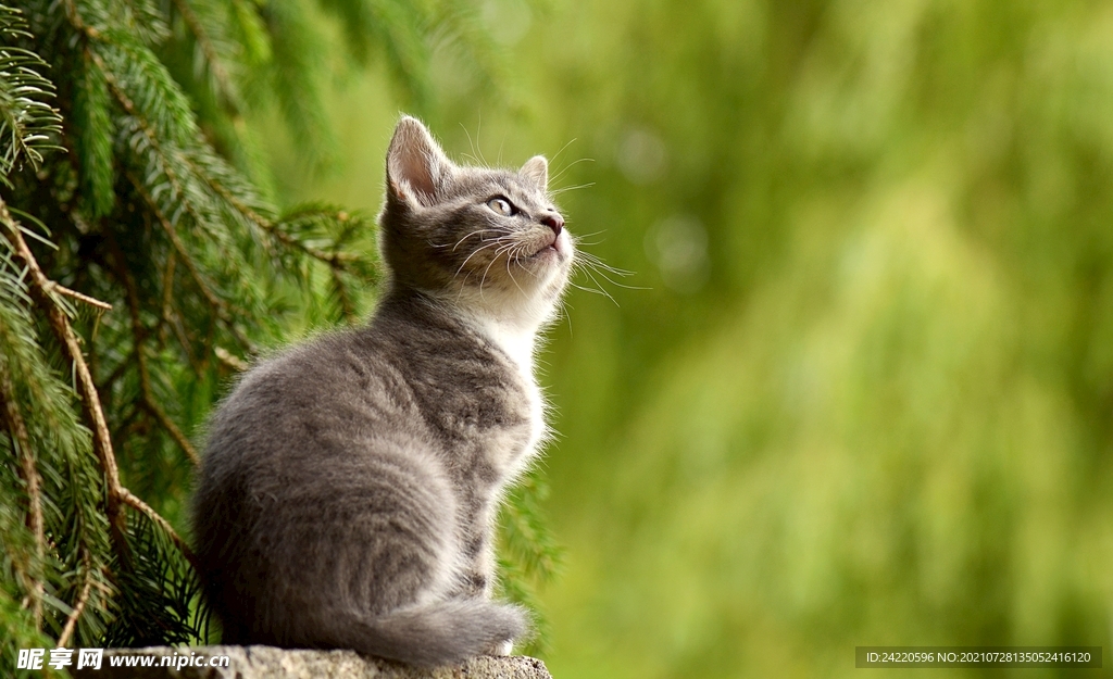 猫
