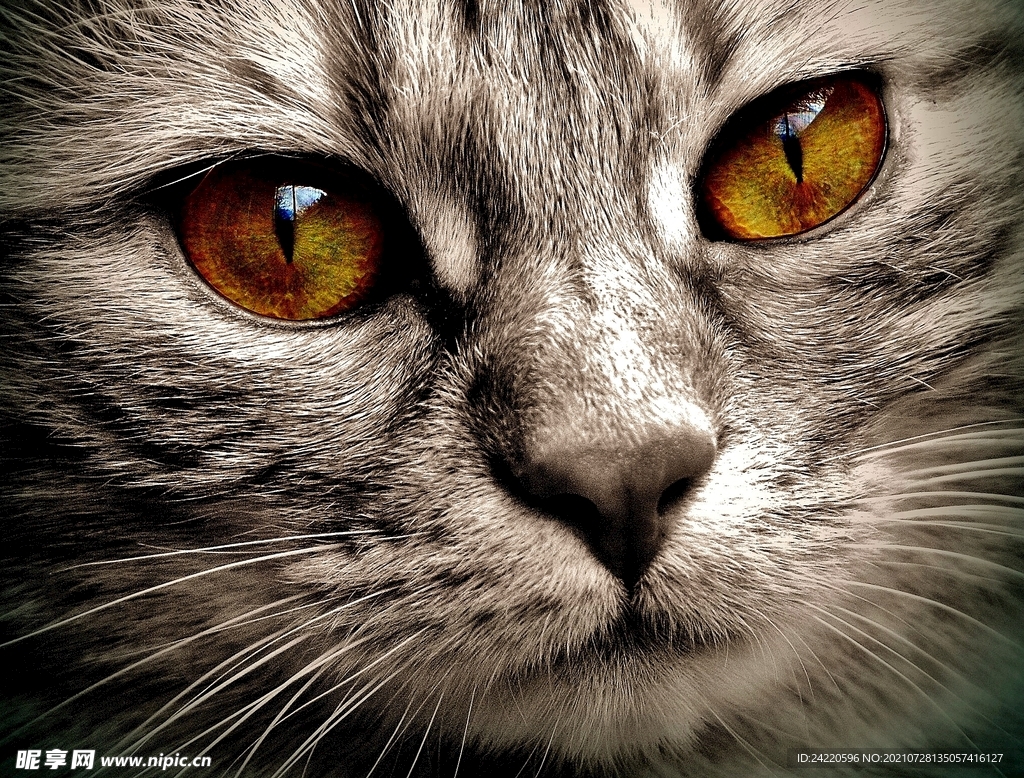 猫