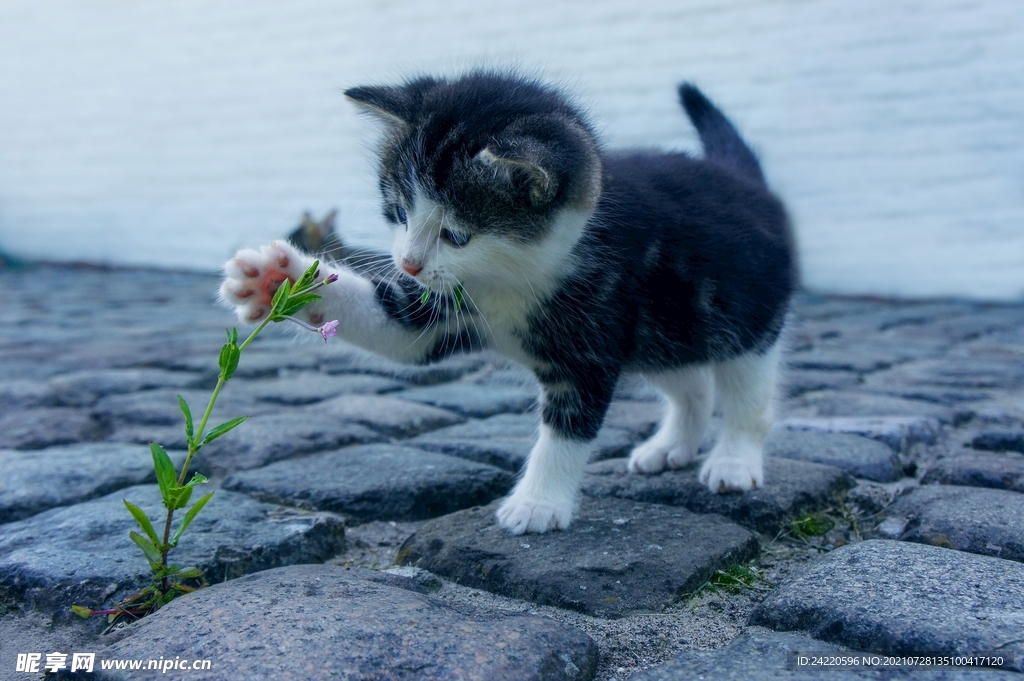 猫