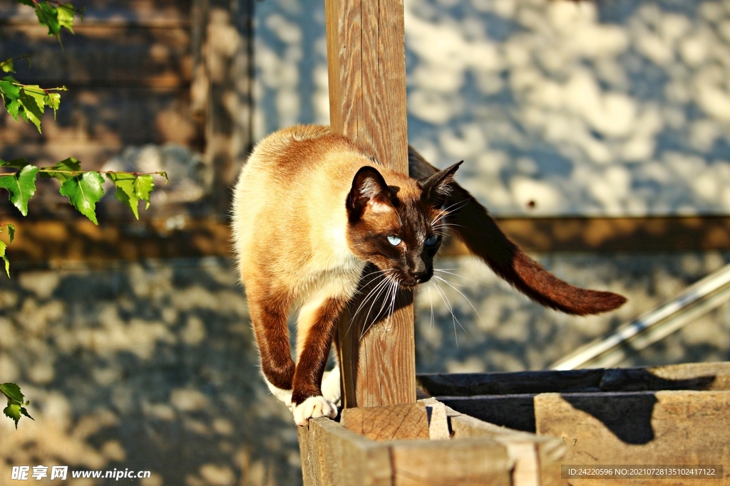 猫