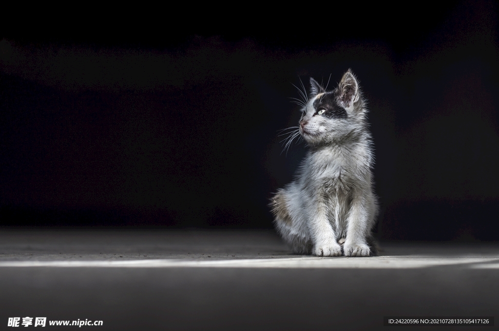 猫