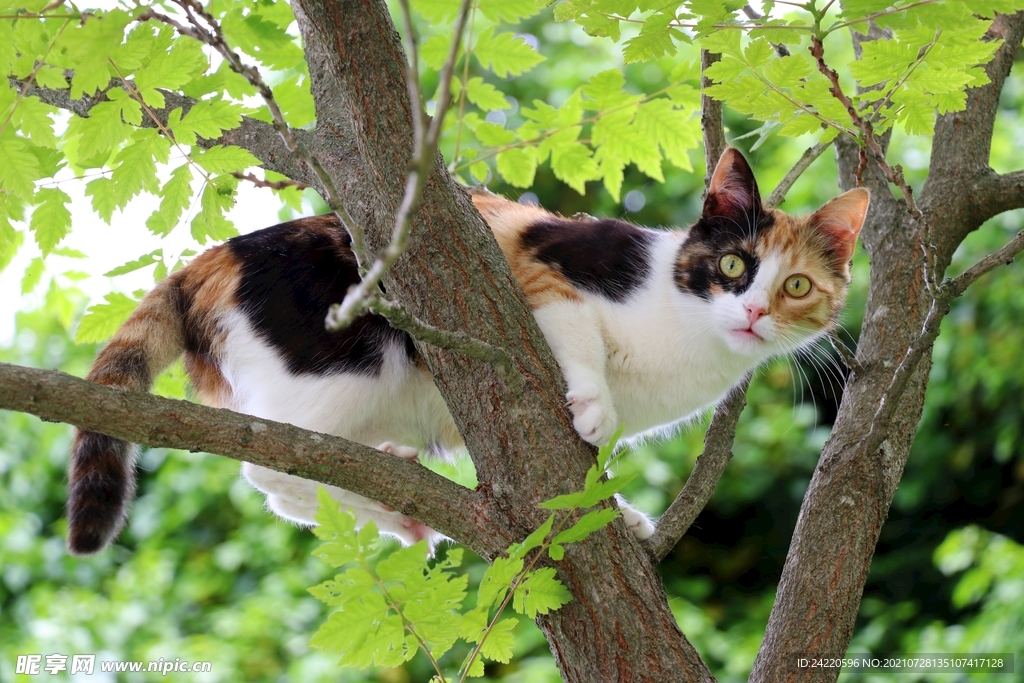 猫
