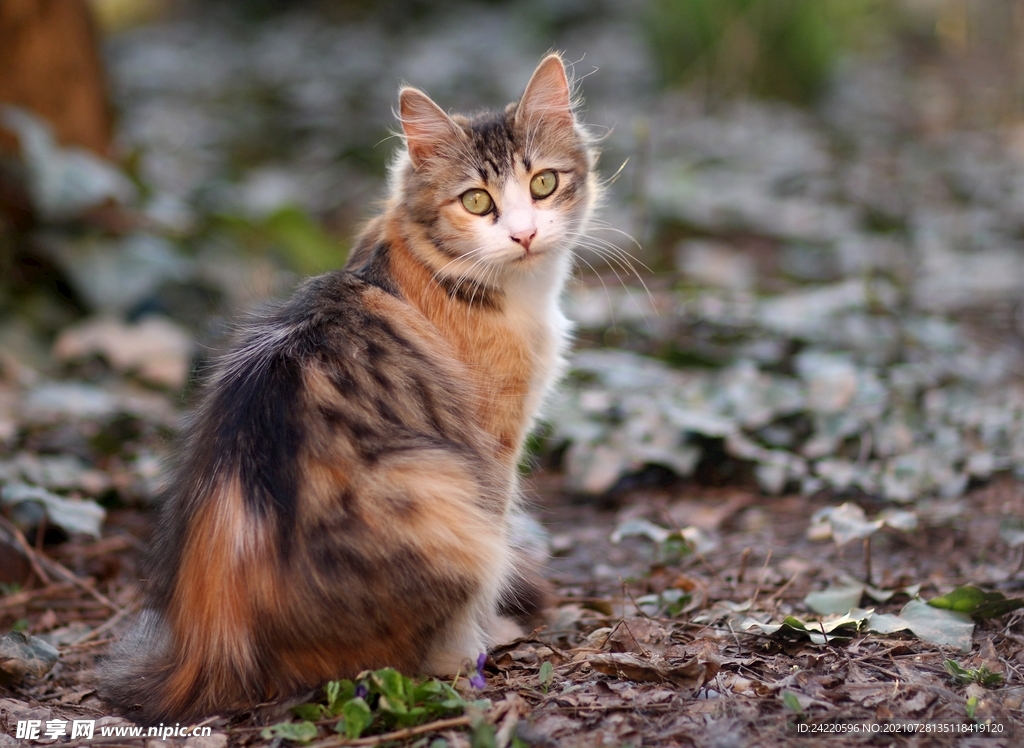 猫