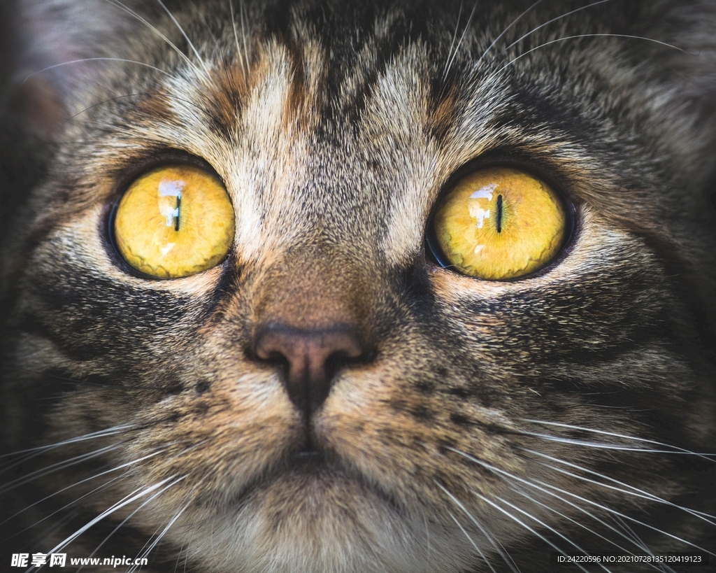 猫