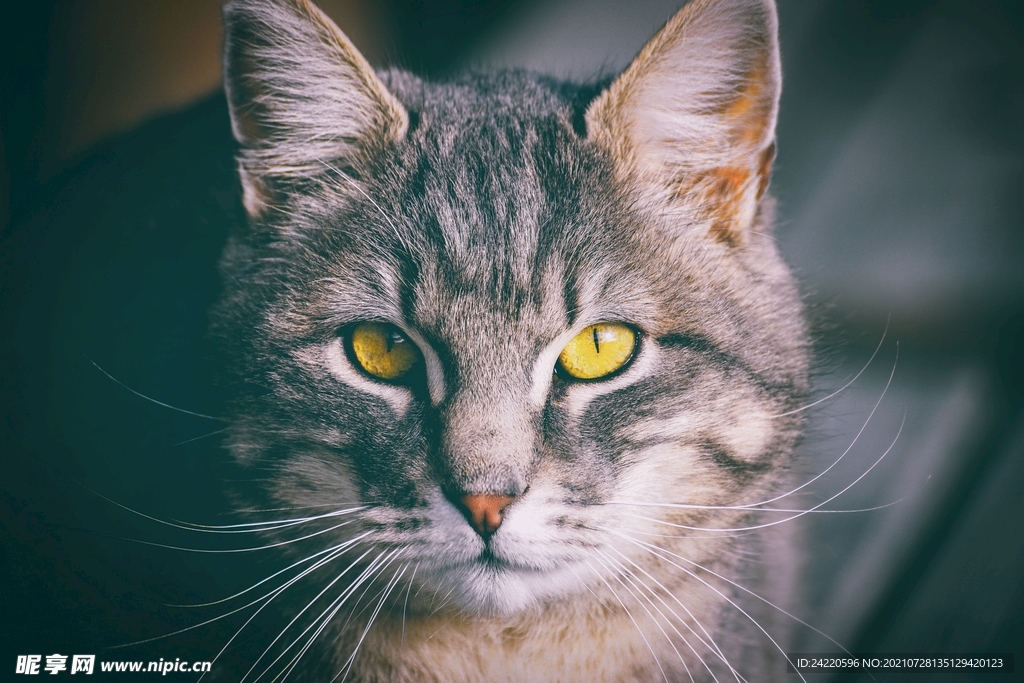 猫
