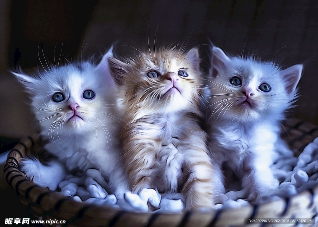 猫