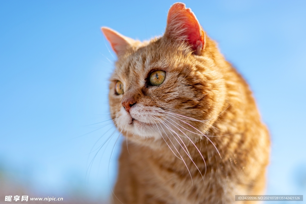 猫