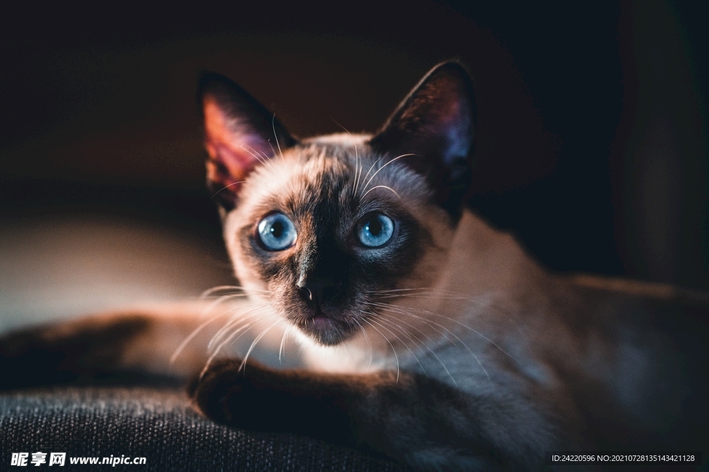 猫