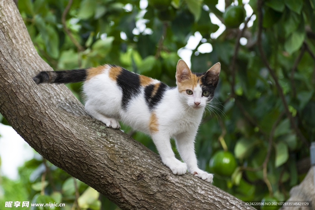 猫