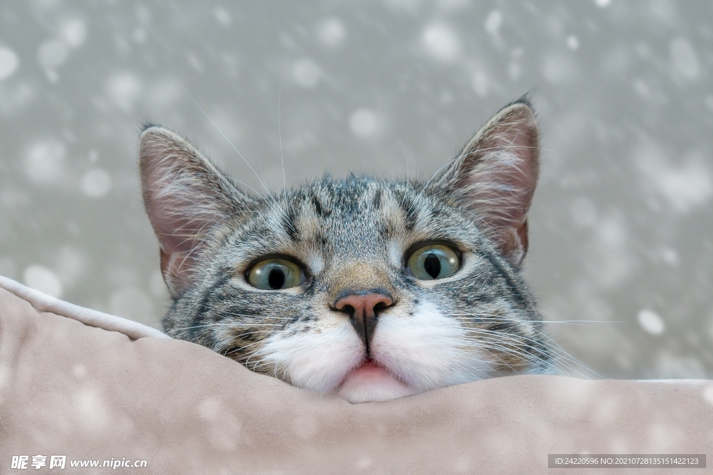 猫