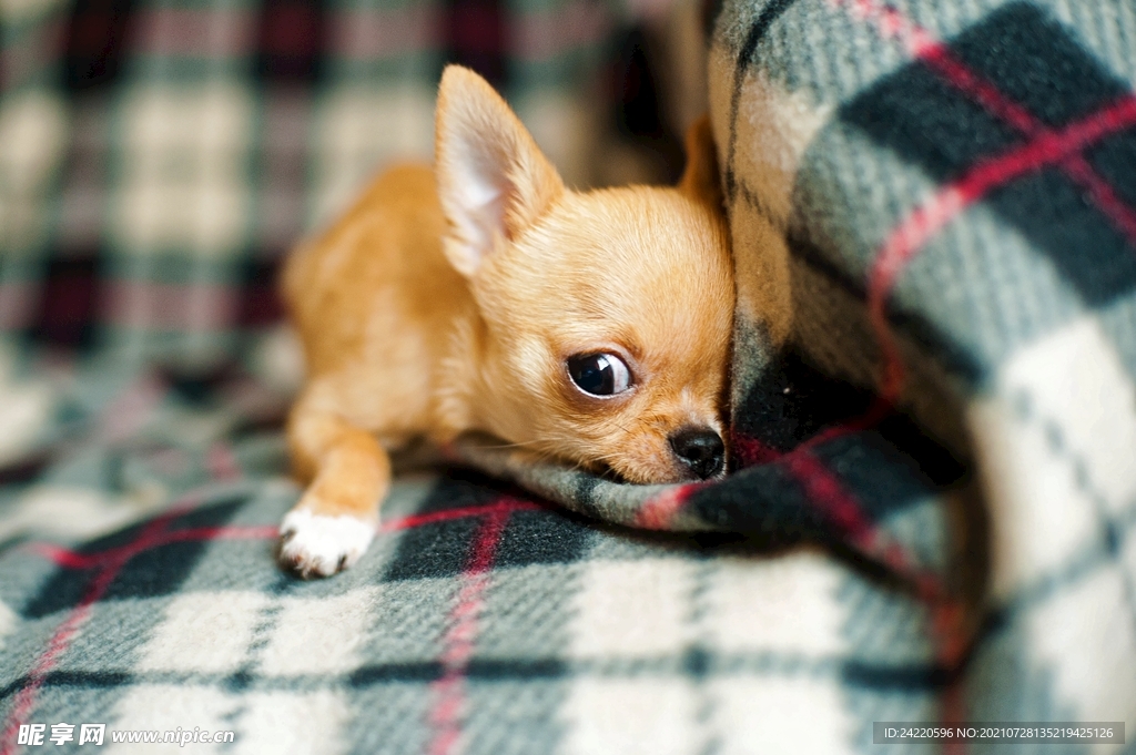 狗