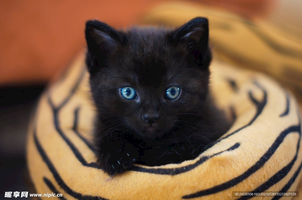 猫